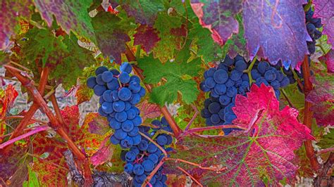 Download Colors Leaf Purple Grapes Photography HD Wallpaper