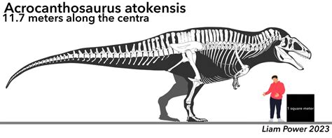 Acrocanthosaurus skeletal | Fandom