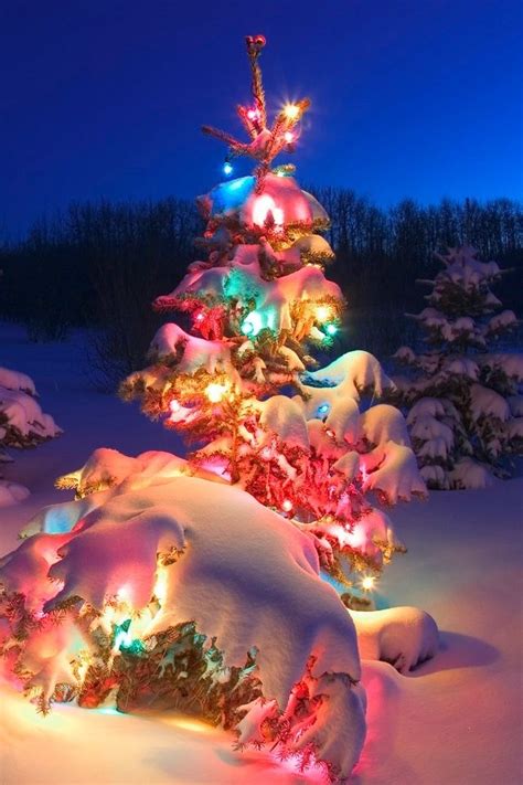 Christmas Tree In The Snow Pictures, Photos, and Images for Facebook ...