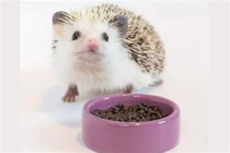 Baby Hedgehogs: What They’re Called, Facts & Pictures