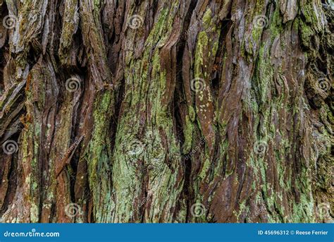 Redwood Tree Bark stock photo. Image of bark, plant, sequoia - 45696312