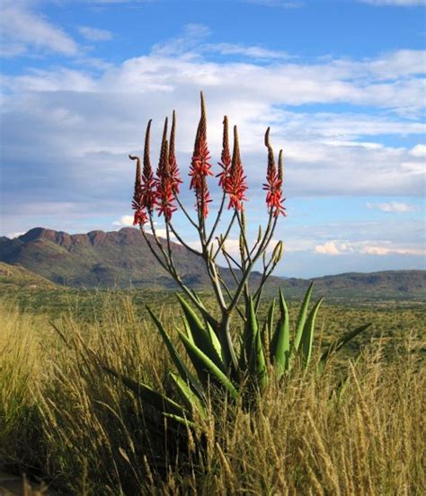 Namibia Camping Lovers, Camping Trips, Namibia, Plant Tattoo, Out Of Africa, Desert Plants ...