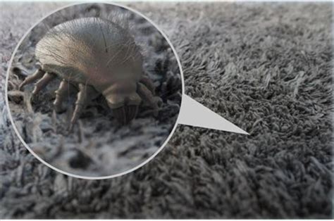 Dust Mite Allergy, Causes, Symptoms and Treatment - ENT Conditions