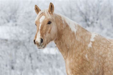 Dapple Palomino Horse Photos, Breeds, and Where to Buy - Helpful Horse Hints