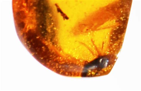 Baltic Amber Sample with Fossils - CharityStars