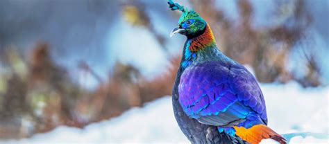 The Beautiful Himalayan Monal | Critter Science