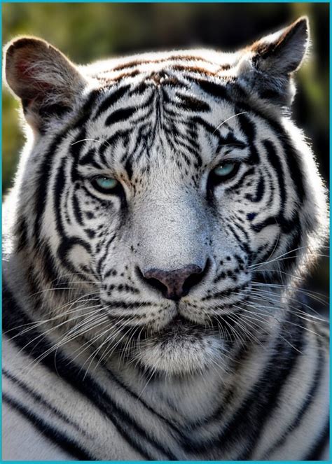 White Bengal Tiger - Creation Kingdom Zoo