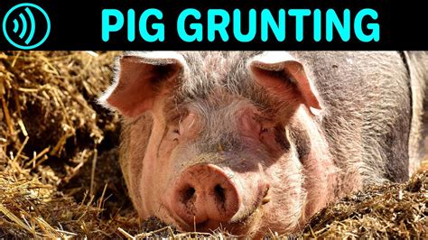 PIG GRUNTING SOUND EFFECT - Grunting Pig | Free Pig Grunting Noise Sound FX for Download - YouTube