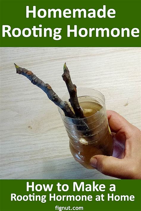 Homemade Rooting Hormone (with Photos & Video) - FigNut