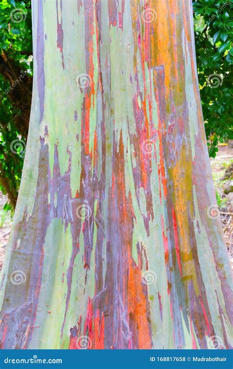 Colorful Bark of an Eucalyptus Deglupta Tree Stock Photo - Image of growth, oahu: 168817658