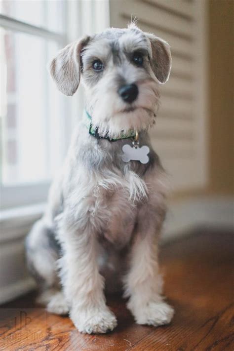 Russell Potato | Healthiest dog breeds, Schnauzer puppy, Schnauzer grooming