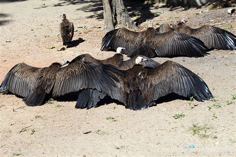 Visiting the Gambia River Basin - Travel The Whole World