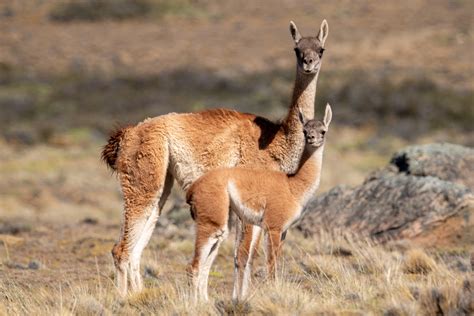 El guanaco es una "oportunidad única" para la Patagonia: estos son los motivos - El Economista