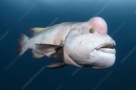 Asian sheepshead wrasse male - Stock Image - C048/4754 - Science Photo Library