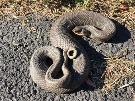 Maryland Biodiversity Project - Eastern Hog-nosed Snake (Heterodon platirhinos)