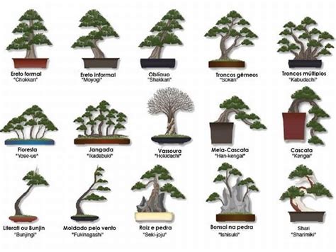 Esses bonsais são tão lindos que não parecem de verdade! | Plantas bonsai, Árvores bonsai e Bonsai