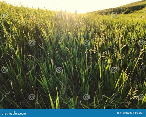 Grassy hill at sunset stock photo. Image of hill, summer - 119188202