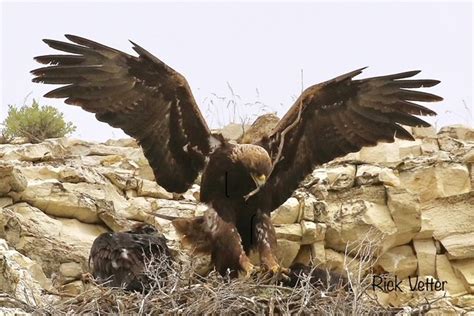 Golden Eagle Nest Viewing - Migratory Bird Festival