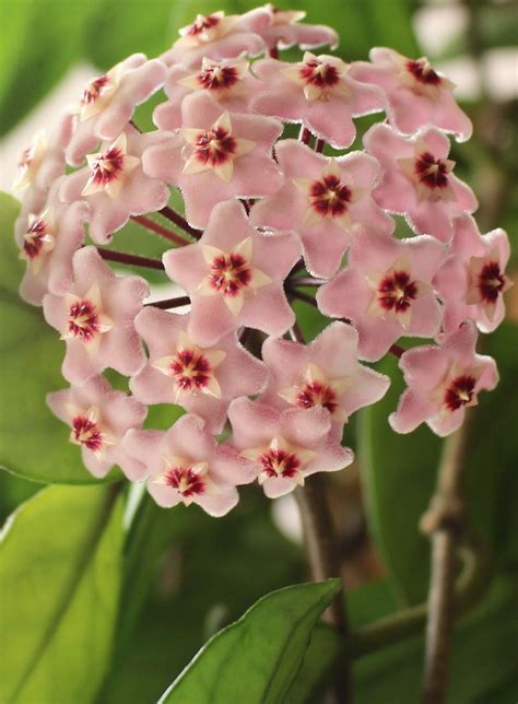 Hoya (Wax Plant) | A to Z Flowers