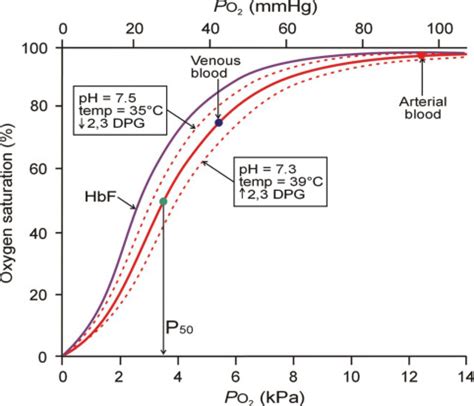 Physiology of haemoglobin - Continuing Education in Anaesthesia, Critical Care and Pain