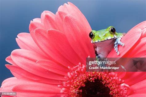 23 Peacock Tree Frog Stock Photos, High-Res Pictures, and Images ...