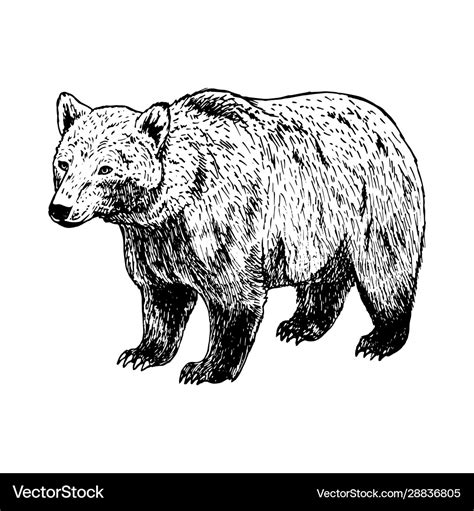 Black And White Bear Drawing