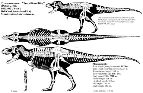 Tyrannosaurus rex skeletal diagram (BHI 3033) by Franoys | Skeletal, Tyrannosaurus, Dinosaur art