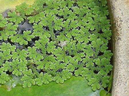 Azolla pinnata - Biodiversity of India: A Wiki Resource for Indian ...