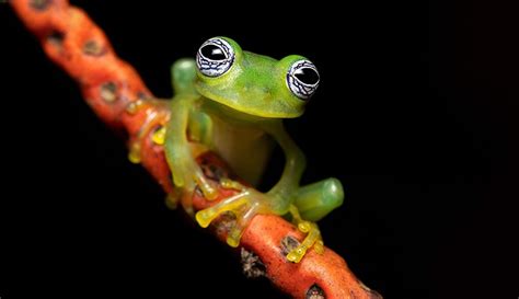 Most complete frog family tree shows they evolved later than previously ...