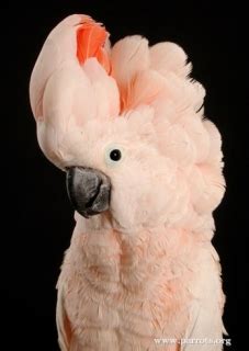 Moluccan Cockatoo (Cacatua moluccensis) | Parrot Encyclopedia