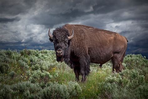 Buffalo Photograph American Buffalo in Yellowstone National - Etsy