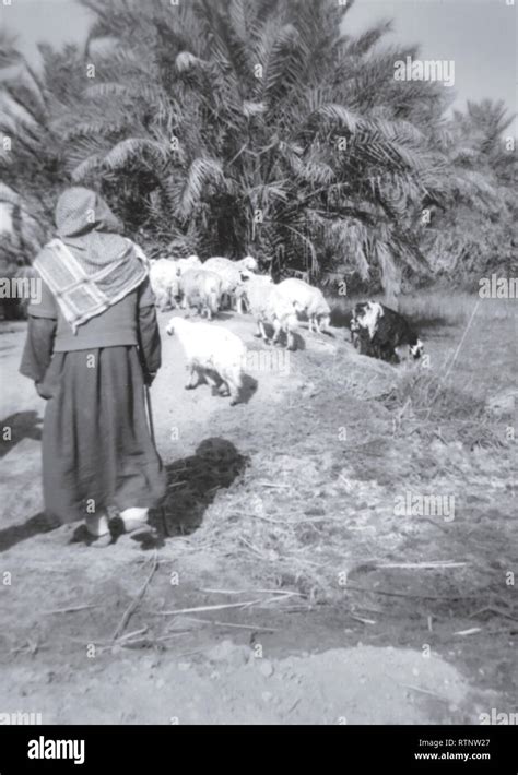 Historical images of a bedouin tending his animals a large oasis in Hofuf, Saudi Arabia (in the ...