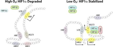 A link between hypoxia and fetal hemoglobin provides hope for sickle ...