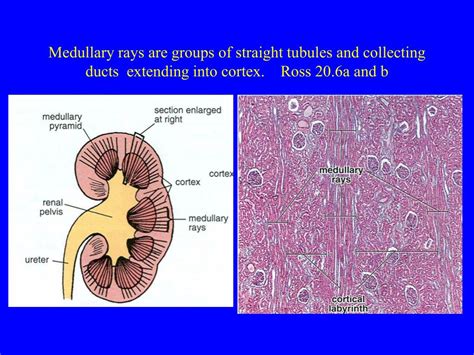 PPT - Urinary system: Histology of renal tubule, juxtaglomerular apparatus, ureter, and bladder ...