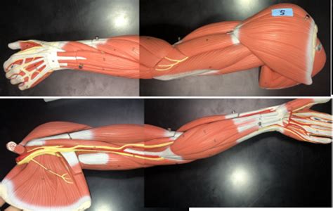 42+ Arm Muscle Diagram Labeled Images | altravoceilblog