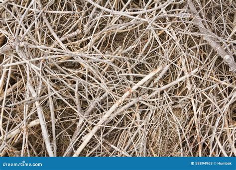 Brushwood stock image. Image of texture, wood, detail - 58894963