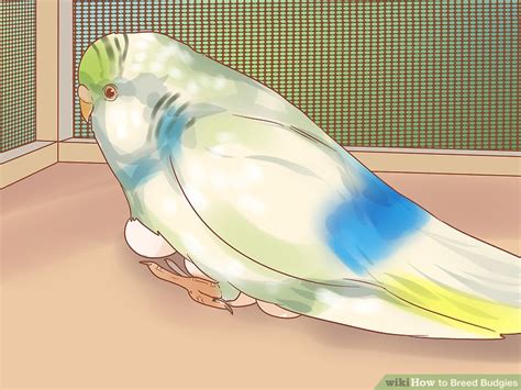 How to Breed Budgies (with Pictures) - wikiHow