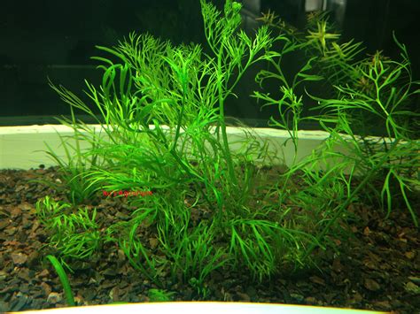 Buy 6 Water Sprite (Ceratopteris Thalictroides) Live Aquarium Stem by G&Z Online at desertcartINDIA