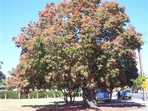 Brachychiton (Kurrajong) species | Mallee Native Plants