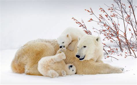 Polar bears Wapusk National Park Canada 2022 Bing 4K Photo Preview | 10wallpaper.com