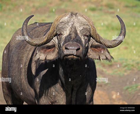 African buffalo or Cape buffalo (Syncerus caffer) with lethal horns in ...