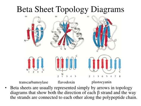 PPT - Secondary Structure Motifs of Proteins PowerPoint Presentation - ID:258316