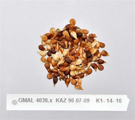 Apple seeds from Malus sieversii, Kazakhstani wild apples.