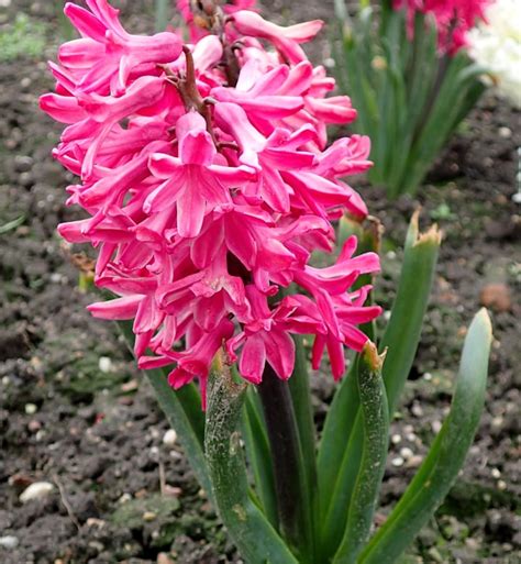 25+ Best Hyacinth Types & Easy Guide on How to Grow Them