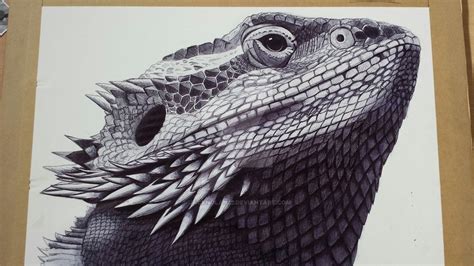 Bearded Dragon 6 hour biro drawing by jacknolan22 on DeviantArt # ...