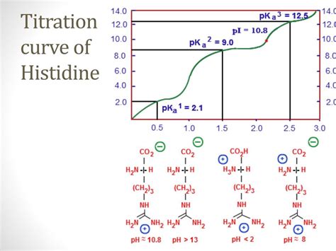 PPT - Proteins and Amino Acids PowerPoint Presentation, free download - ID:2057790