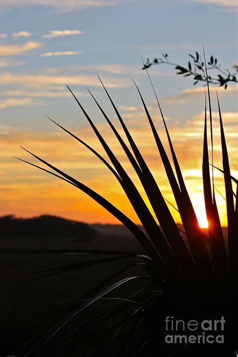 Setting Sun Silhouette Photograph by Valerie Tull | Fine Art America