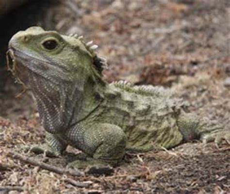 Fun Reptile Facts for Kids - Interesting Information about Reptiles