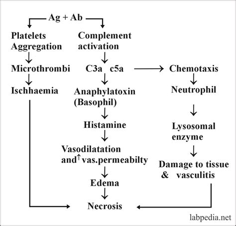 Chapter 13: Hypersensitivity Reaction Type III, Immune Complex Disease - Labpedia.net