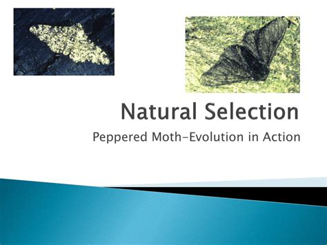 Peppered moth–Evolution in Action Natural selection